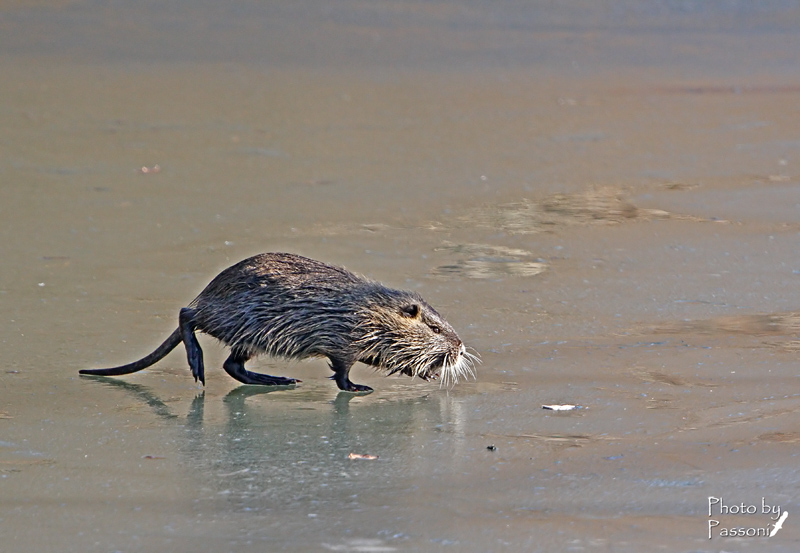 Holiday on ice!  -  Nutria, Brivio (LC)